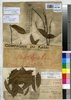 Image result for Orthopichonia barteri