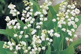 Ornamental bulbous plants, often called ornamental bulbs or just bulbs in gardening and horticulture, are herbaceous perennials grown for ornamental purposes, which have underground or near ground storage organs. Top 10 Spring Flowering Bulbs Thompson Morgan