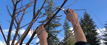 Winter pruning of fruit trees. Winter Pruning Guide For Fruit Trees One Green World