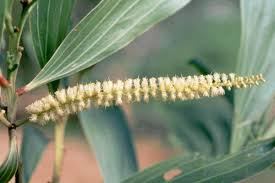 Image result for Acacia mangium