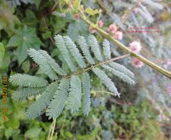 Image result for Mimosa diplotricha