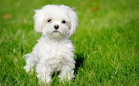 Top 10 Des Races De Chien Les Plus Petits