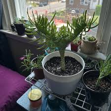 Image result for Kleinia grantii