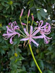 Image result for Habenaria elliotii