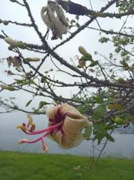 Image result for Strophanthus sarmentosus