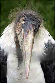 are you laughing at me pet birds funny birds pretty birds