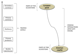 A food chain is a series of steps in which organisms transfer energy by eating and being eaten. Structure Of Ecosystem Download Scientific Diagram