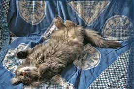 Wir sind heute noch bis 21 uhr für euch da? Chillen Auf Dem Sofa Acice S Blog