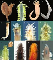 Image result for Eulalia polyneura