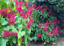 Image result for Erythrococca zambesiaca
