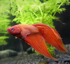 It can measure up to 2 inches in length and can live however, many people get them without knowing which fish are compatible with the betta fish. Can You Put A Betta Fish In A Glofish Tank The Pet Supply Guy