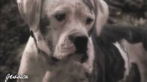 Shadow, an aging, wise dog; Homeward Bound Shattered Youtube