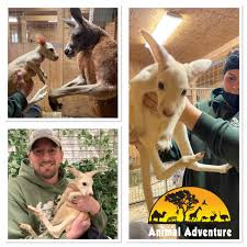 1 enemy 2 strategy 3 dictionary 4 variants 4.1 shadow boxer k 4.2 scissoroo 4.3 zang roo 4.4 ms. Extremely Rare White Kangaroo Born In Zoo Our Jaws Are On The Floor