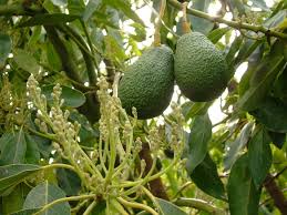 Growing Avocados Flowering Pollination And Fruit Set