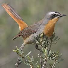 Image result for Cassipourea gummiflua