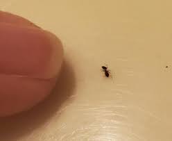 rid of tiny black ants in bathroom sink