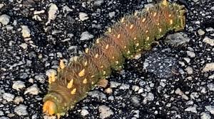 Preferred host plants are oak, maple, pine, sycamore, sweet gum and sassafras. Garden Q A Giant Caterpillar Will Become Giant Imperial Moth