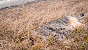 1.4.0.10 mimpi kucing melahirkan / kucing beranak. Arti Sebenarnya Mimpi Melihat Kucing Tertabrak Hingga Mati Menurut Primbon Jawa