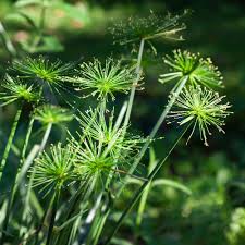 Image result for Cyperus papyrus