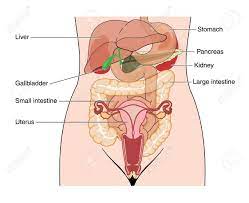 Human body systems human ribs human body anatomy human body vocabulary body organs human human organ diagram human anatomy for artists body organs diagram Kids Drawing Of Abdominal Organs Animal Pencil Drawing