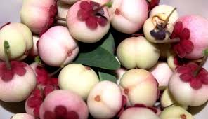 ⚠️ langka disini bukanlah jenis tanaman yang tidak diperbolehkan di tanaman oleh pemerintah. Keterangan Jual Bibit Buah Manggis Putih Tanaman Langka