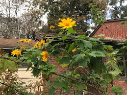 Image result for Tithonia diversifolia