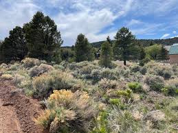 Maybe you would like to learn more about one of these? Log Cabin For Sale In Pine Valley Utah Erika Rogers