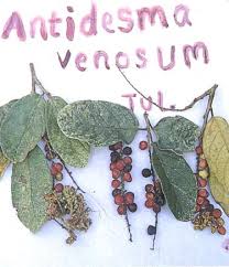 Image result for Oxygonum salicifolium