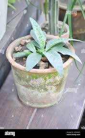 Image result for Drimiopsis botryoides