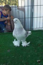 Mehmet Isler Adli Kullanicinin Guvercin Pidgeon Panosundaki Pin Guzel Kuslar Evcil Hayvanlar Hayvanlar