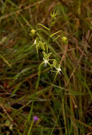 Image result for Habenaria schimperiana