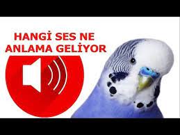 muhabbet kusu seslerinin anlamlari hangi ses ne anlama geliyor youtube 2021 muhabbet kuslari ses kusu