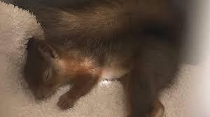 Thank you for this article. Saving A Baby Squirrel With Smoothies And Massages Bbc News
