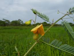 Image result for Adenostemma afrum