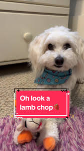 Lamb Chop Halloween for Dog