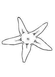 In der tiefe des meeres, fische, muscheln, krebse, korallen, seesterne, seepferdchen, versunkene schätze und schiffswracks. Ausmalbild Seestern 3 Zum Ausdrucken