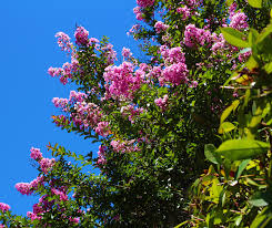 Learn about privacy screen options. Oneneighbor Blog Best Plants To Use To Create A Privacy Screen In North Texas