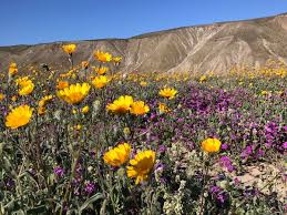 Flowers flourished beneath boulder crevices, bejeweled washes, and tinted entire canyon slopes. California S Anzo Borrego Desert State Park May Get A Super Bloom Insider