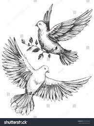 Pin On Dove Drawing