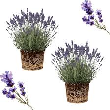 Image result for Lavandula