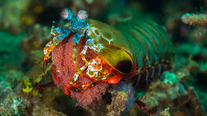 Armed with the most sophisticated vision and fastest strike of any predator on earth, the mantis shrimp is an unsuspecting threat. The Super Powers Of The Mantis Shrimp
