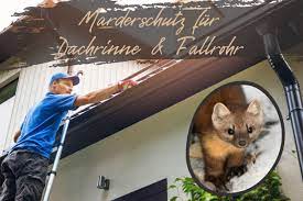 Marderschutz haus ᐅ ultimativer ratgeber ausgezeichnete marderschutz haus aktuelle schnäppchen: So Geht Marderschutz Fur Dachrinne Und Fallrohr