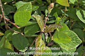 Image result for Desmodium intortum