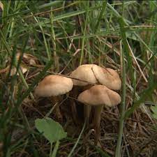 Veterinarians Warn Dog Owners Of Poisonous Mushrooms Wsbt