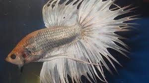 We did not find results for: Ikan Hias Aquarium Tanpa Oksigen Itu Apa Saja Ikan Hias Air Tawar Laut Dan Aquarium