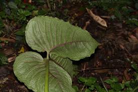 Image result for Arisaema mildbraedii