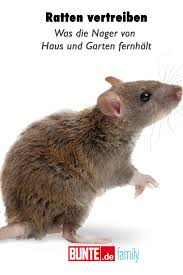 Wie sie diese erfolgreich vertreiben. Ratten Vertreiben Was Die Nager Von Haus Und Garten Fernhalt Ratten Vertreiben Ratten Wilde Tiere