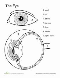 Awesome Anatomy Eye See Worksheet Education Com Eye Anatomy Science Worksheets Life Science