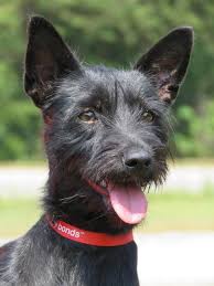 Meet cade, jazzy, katie and more. Adopt Ashes Adopted On Petfinder Terrier Mix Dogs Mix Dogs Pets