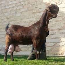 Image result for damascus goat